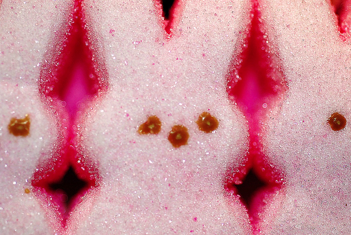 Sugar Bunnies.  Printed on Velvet Archive Fine Art Paper  Edition of five. (signed) A3+ ( 329 mm x483 mm  )